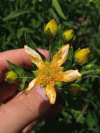 Image of great St. Johnswort