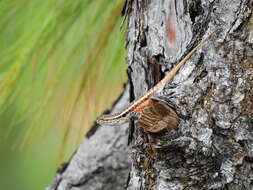 Image of Teapen Rosebelly Lizard