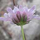 Image of Scabiosa albanensis R. A. Dyer