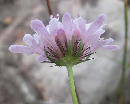 صورة Scabiosa albanensis R. A. Dyer