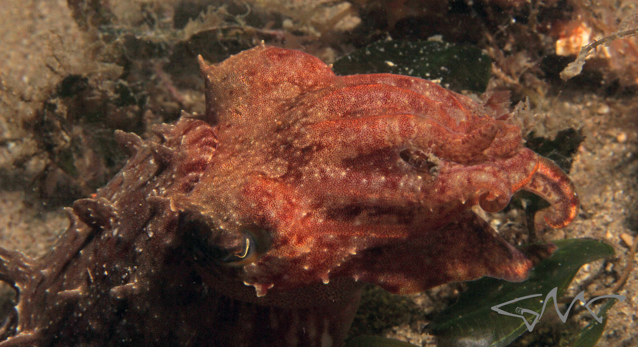 Image of Ken's cuttlefish