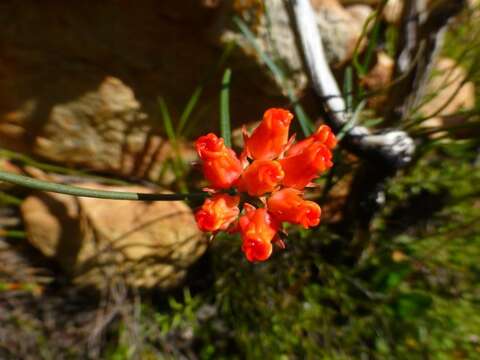 Image of Wax creeper