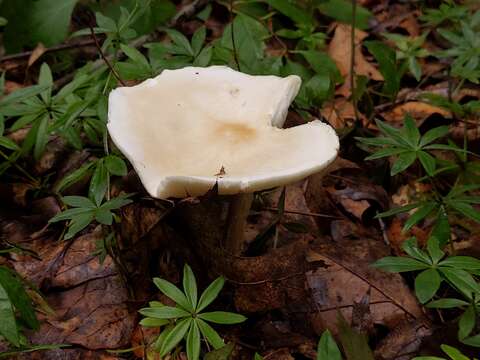 Image of Collybia alboflavida (Peck) Kauffman 1923