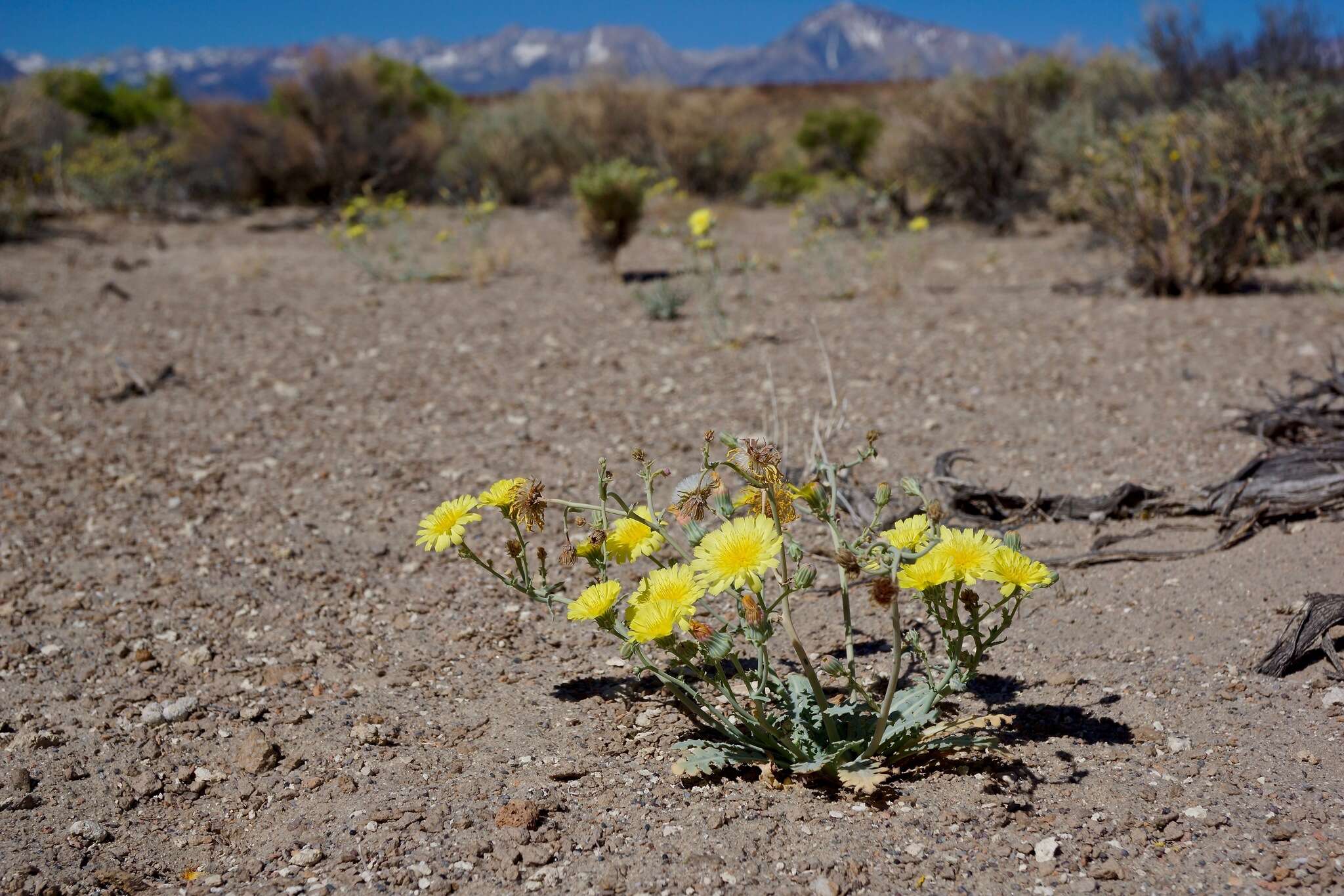 Image of sowthistle desertdandelion