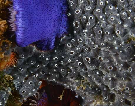 Image of Encrusting turret sponge