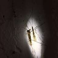 Image of <i>Limonia cinctipes</i>