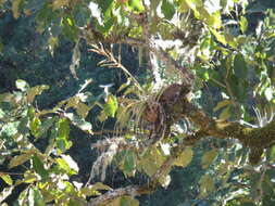 Image of Tillandsia calothyrsus Mez