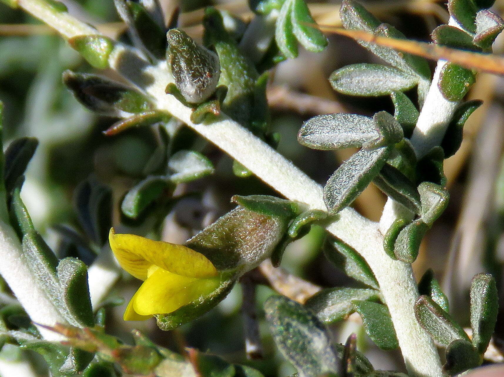 Image of Melolobium candicans (E. Mey.) Eckl. & Zeyh.