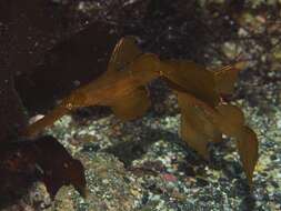 Image of Ghost pipefish