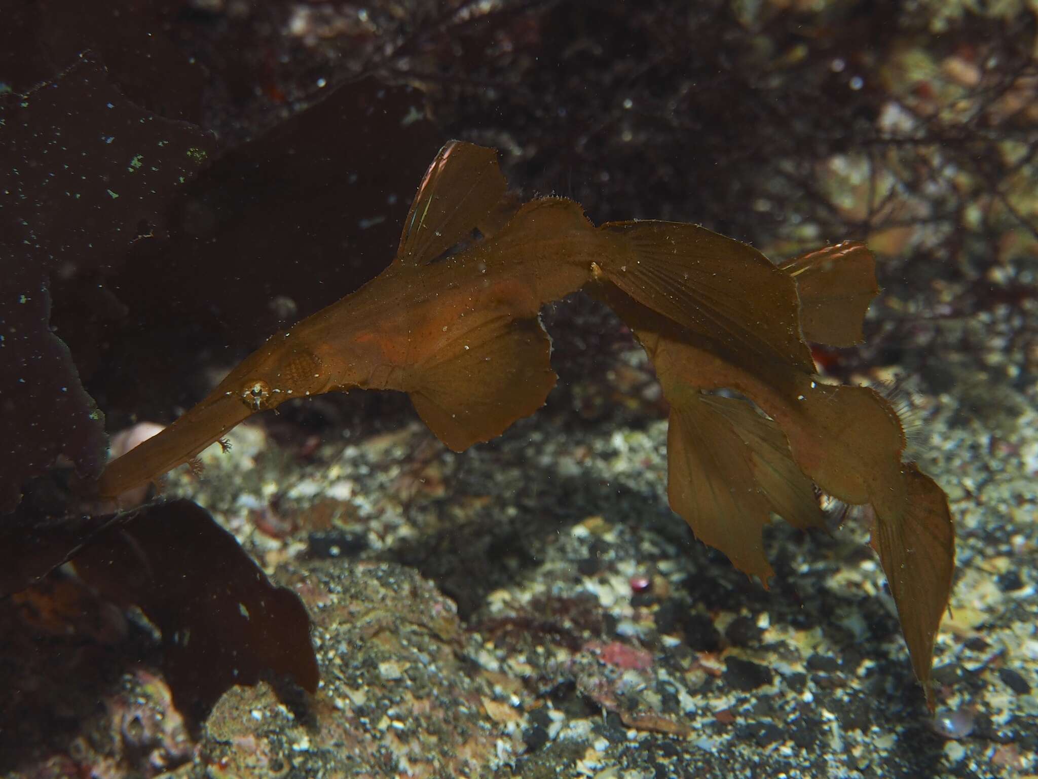 Image of Ghost pipefish