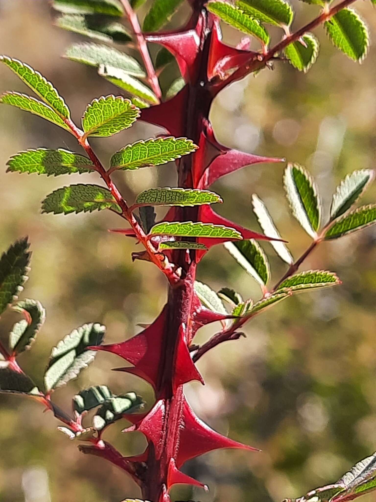 Image of Scots Rose