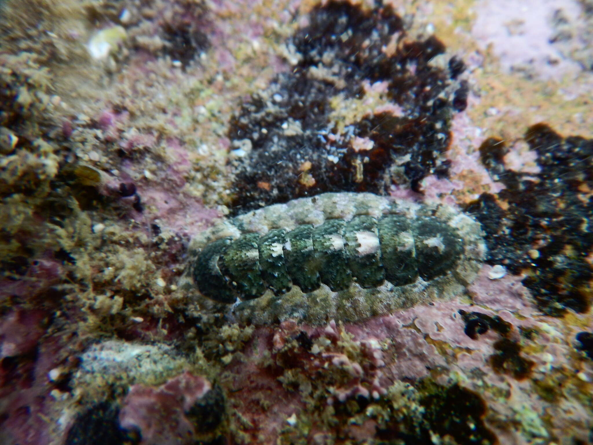 Image of Stenoplax limaciformis (G. B. Sowerby I 1832)