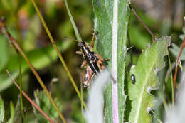 Слика од Buckellacris chilcotinae (Hebard 1922)