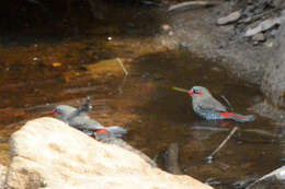 Image of Red-eared Firetail