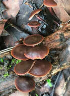 Plancia ëd Gymnopus brassicolens (Romagn.) Antonín & Noordel. 1997