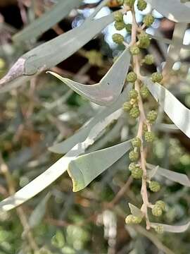 Image of Acacia melvillei Pedley