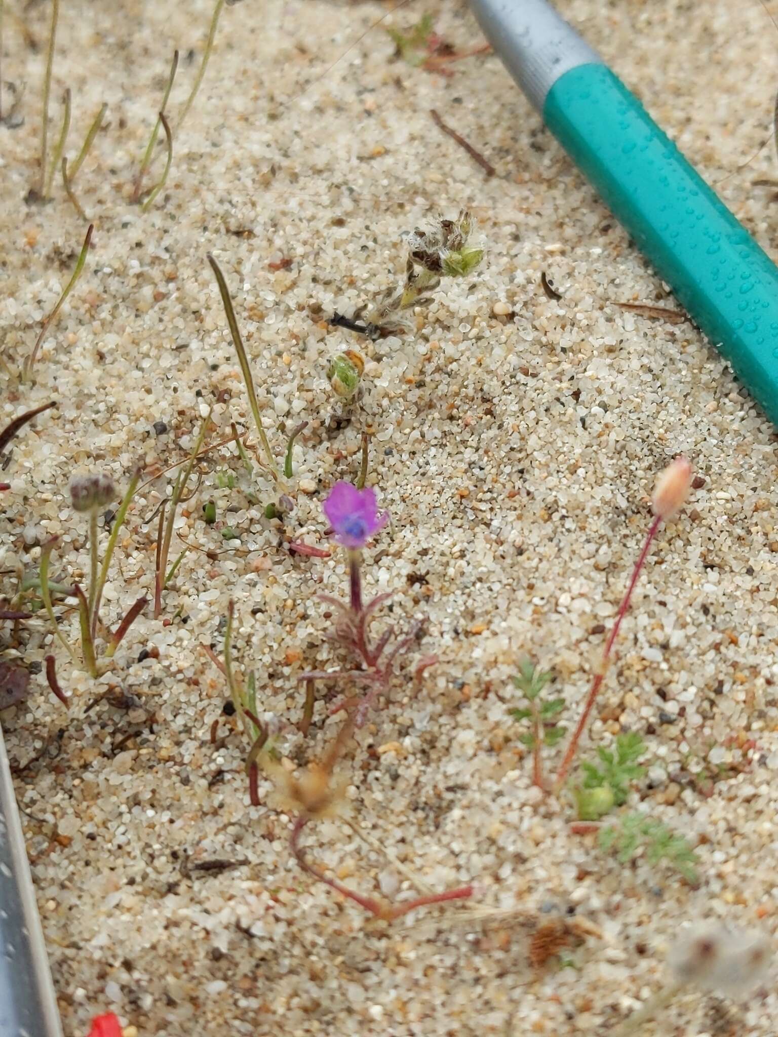 Image of Monterey gilia