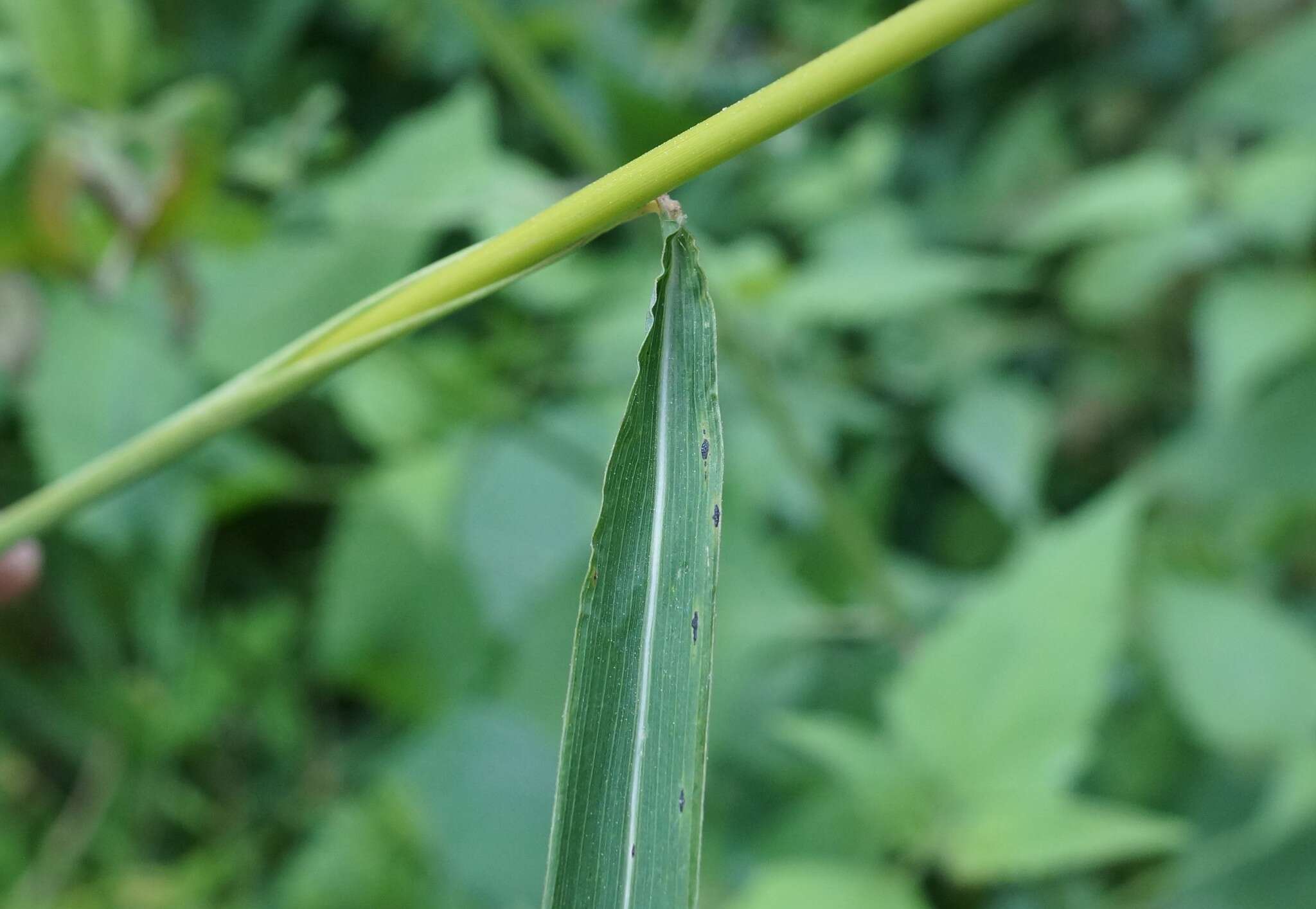 Image of Spodiopogon cotulifer (Thunb.) Hack.