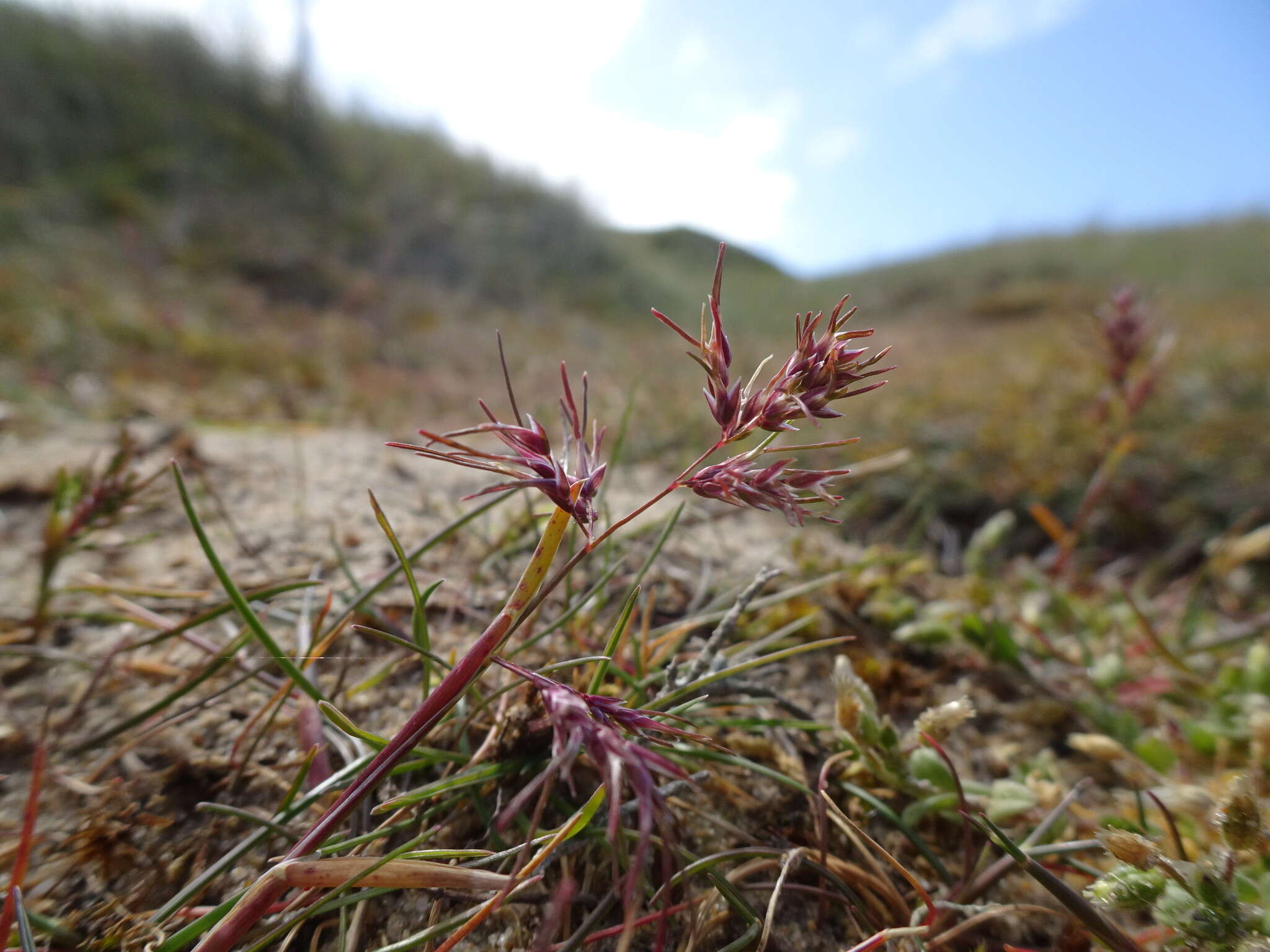 Image of Poa bulbosa f. vivipara (Koeler) Maire