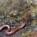 Image of Three-banded Centipede Snake