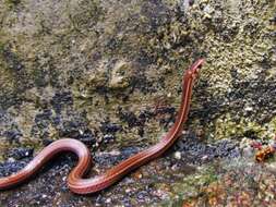 Image of Three-banded Centipede Snake