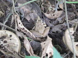 Image of Anchieta's Ridged Frog