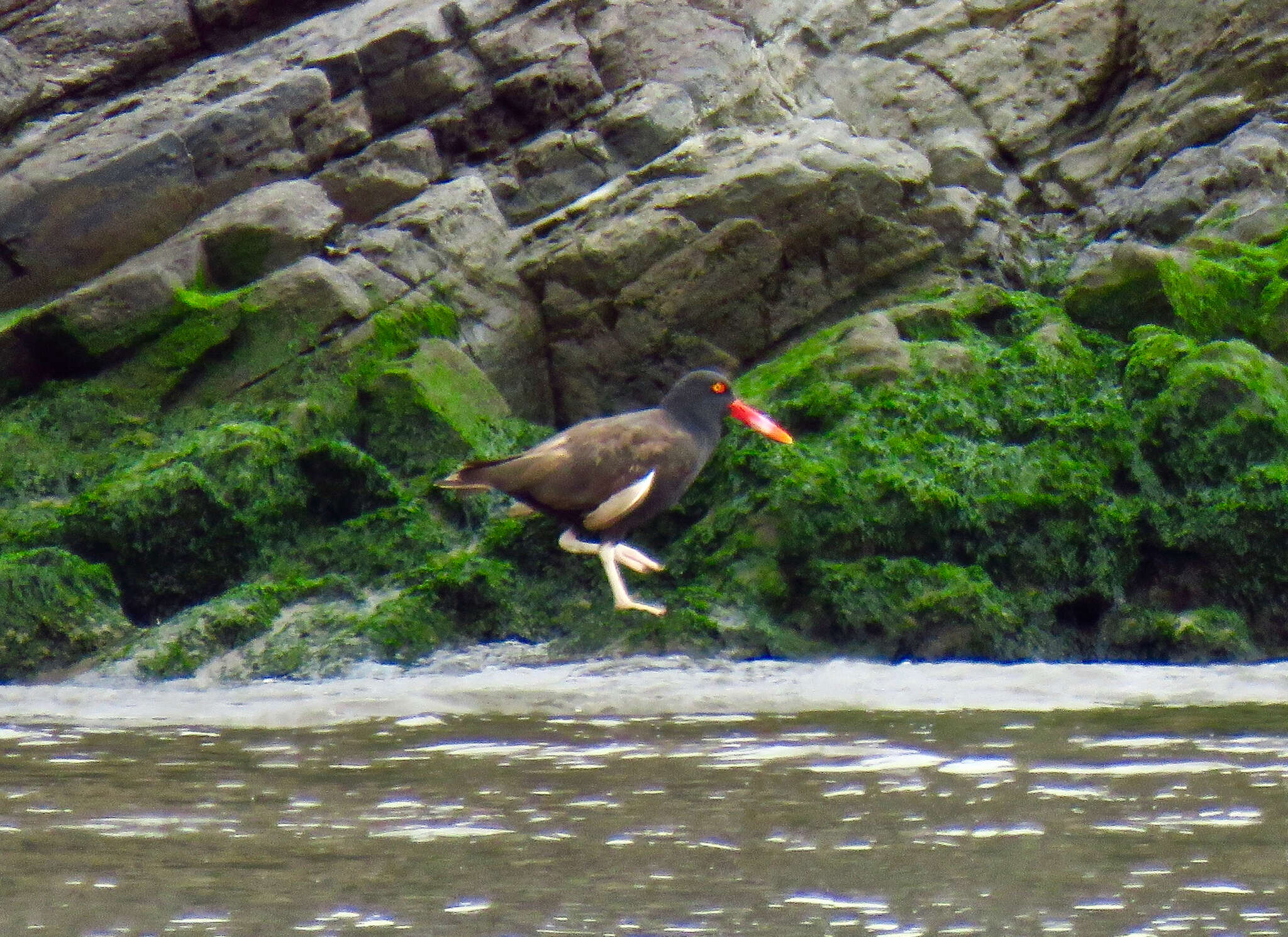 Image of Blackish Oystercatcher