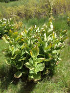 صورة Veratrum californicum var. californicum