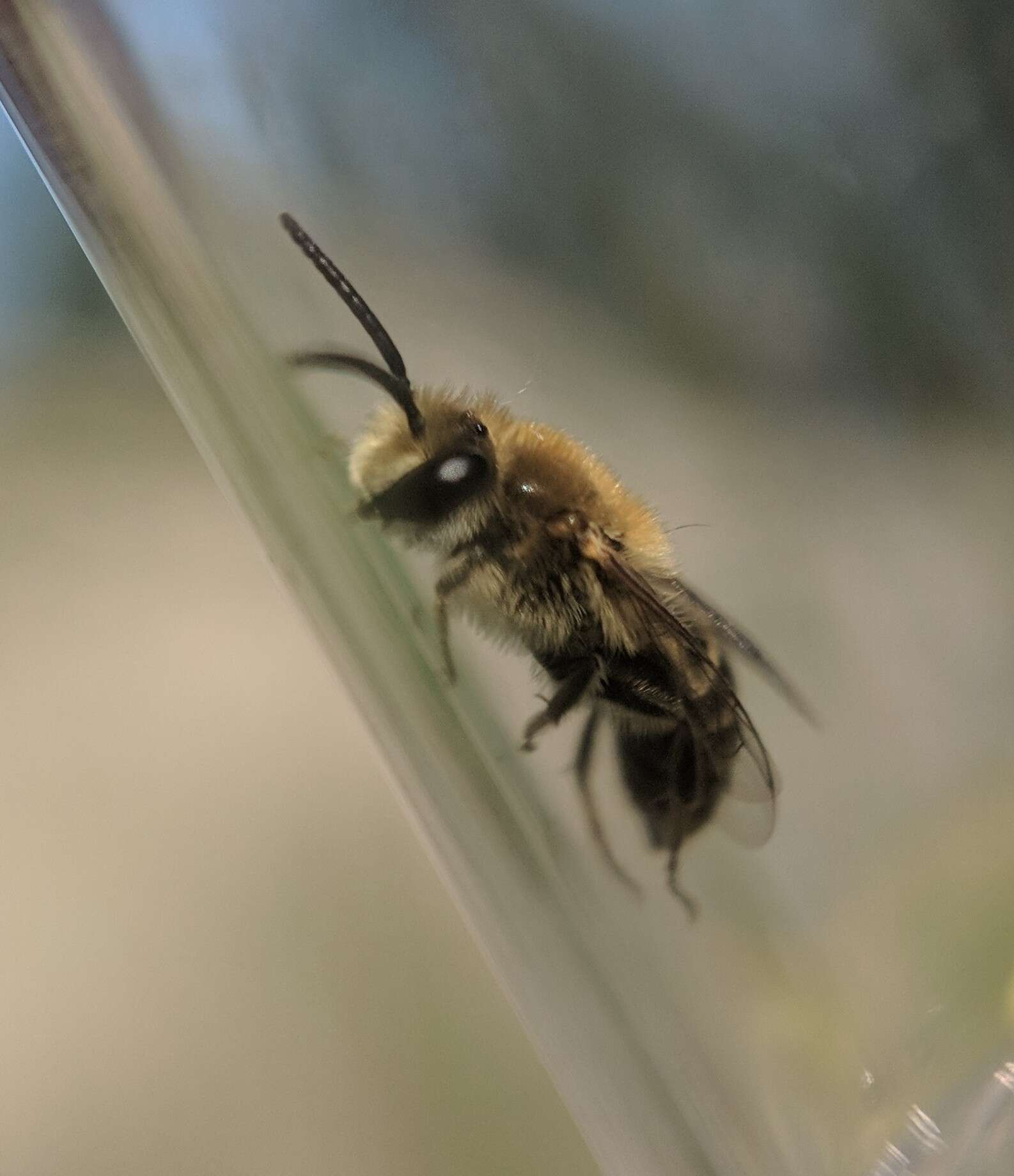 Image of Colletes solidaginis Swenk 1906