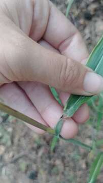 Image of Silver Plume Grass