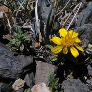 Image of Gutierrezia baccharoides Sch. Bip.