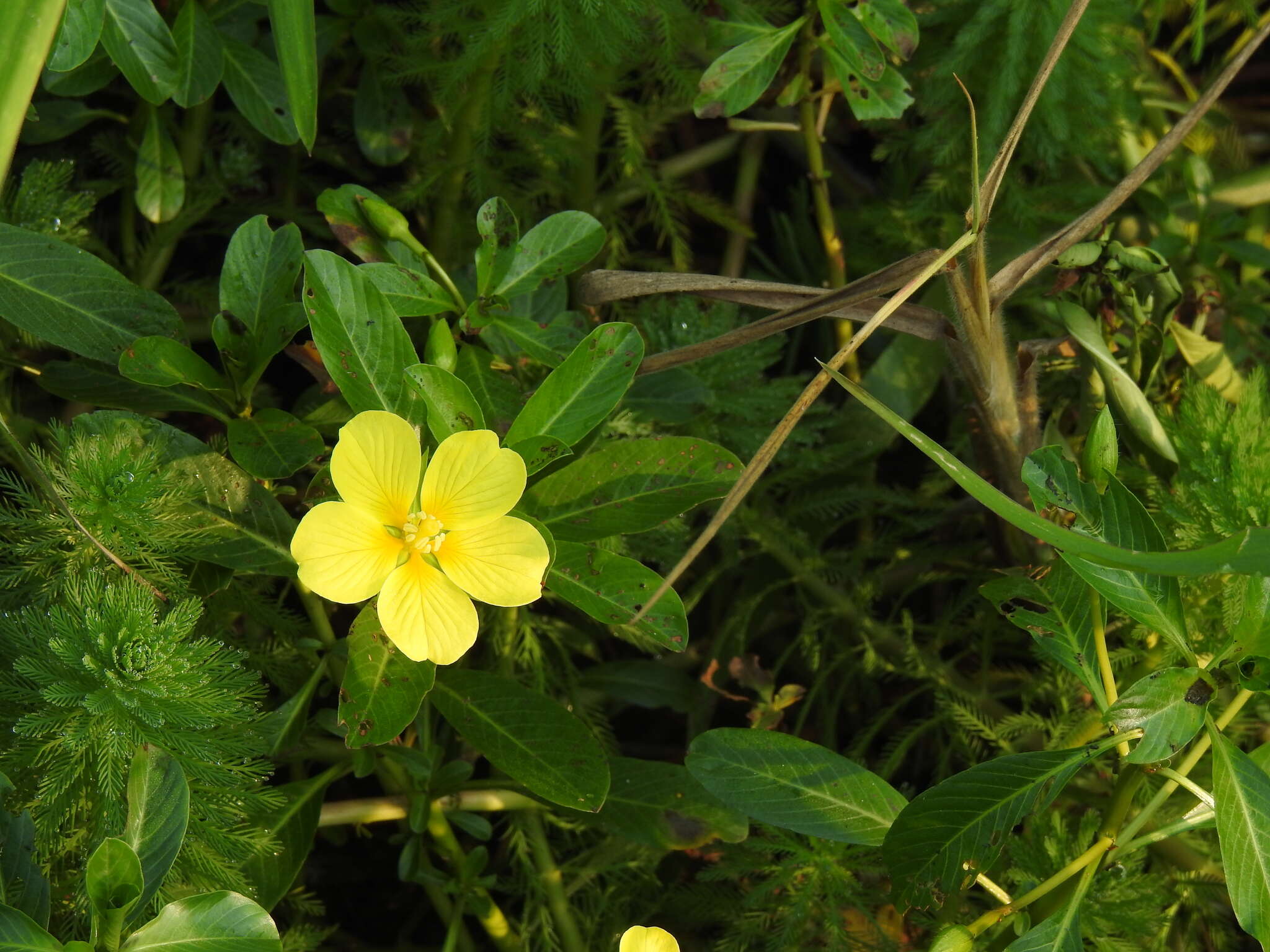 صورة Ludwigia taiwanensis C. I. Peng