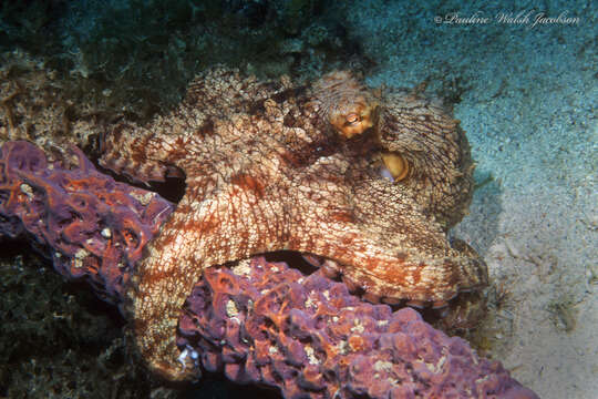 Image of Octopus americanus Froriep 1806