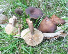 Image of Lactarius serifluus (DC.) Fr. 1838