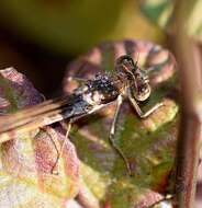 Image of Common Winter Damsel