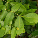 Image of Phylloxera caryaefoliae Fitch 1856