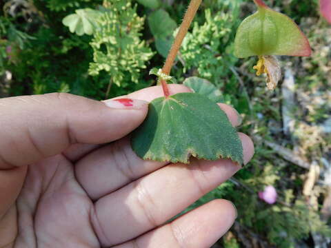 Image of Begonia bulbillifera Link & Otto