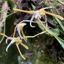 Image of Maxillaria pseudoreichenheimiana Dodson
