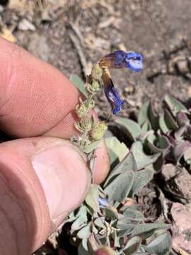 Image of low beardtongue