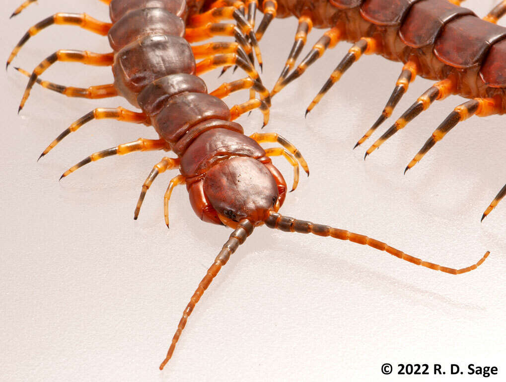 Image of Scolopendra viridicornis Newport 1844