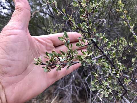 Sivun Cercocarpus montanus var. paucidentatus (S. Wats.) F. L. Martin kuva