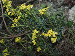 Imagem de Linum arboreum L.