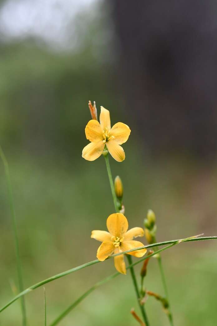 Image of Echeandia skinneri (Baker) Cruden