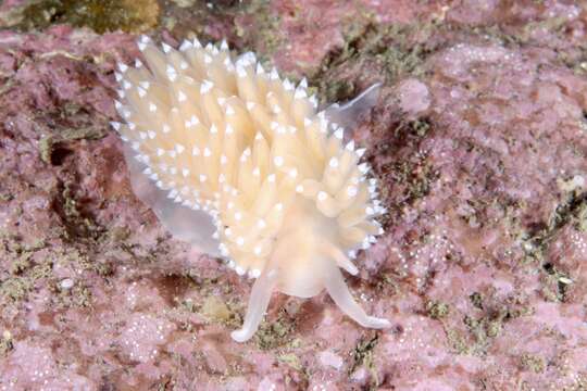 Coryphella verrucosa rufibranchialis (G. Johnston 1832) resmi