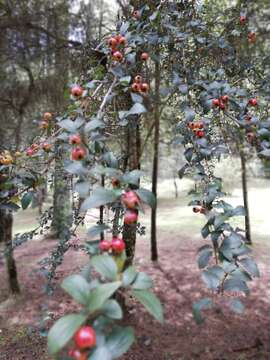 Image of Crataegus lindenii Stapf