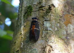 Image of Tosena fasciata (Fabricius 1787)