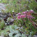 Image of Sempervivum caucasicum Rupr. ex Boiss.