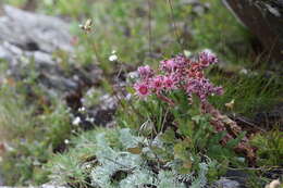 Image of Sempervivum caucasicum Rupr. ex Boiss.