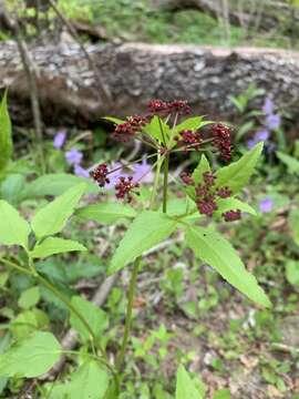 Image of Thaspium trifoliatum var. trifoliatum