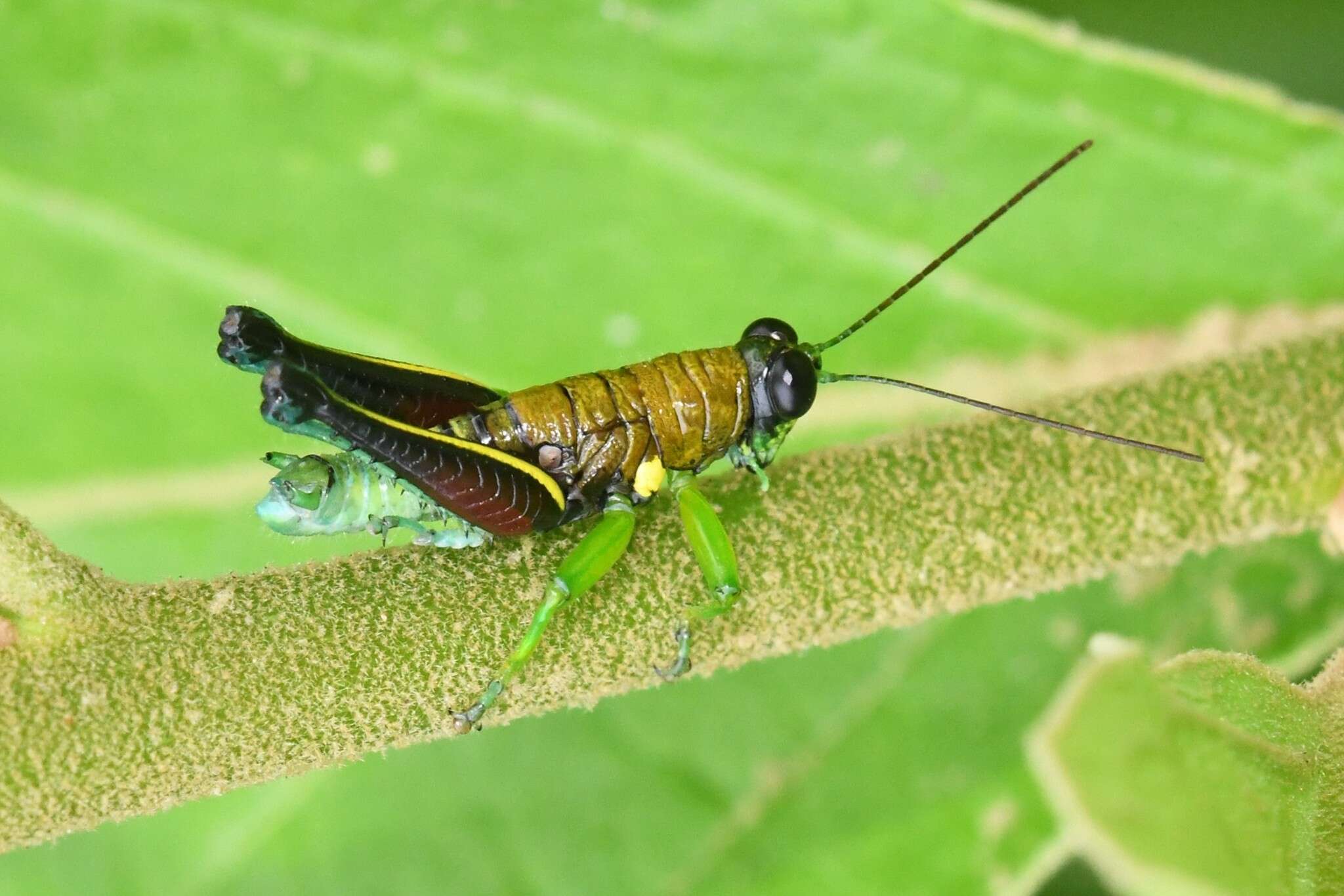 Image of Psiloscirtus bolivianus (Bruner & L. 1920)